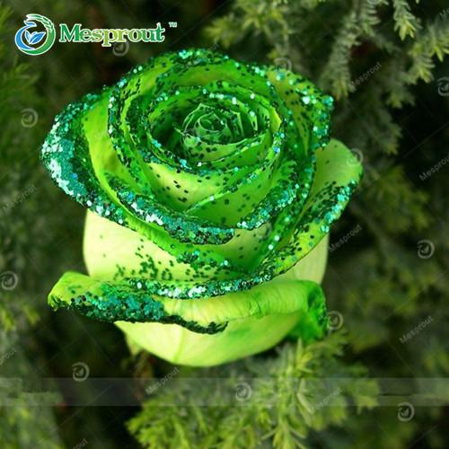 Super Rare Rainbow Rose Seeds - 100 Seed Pack