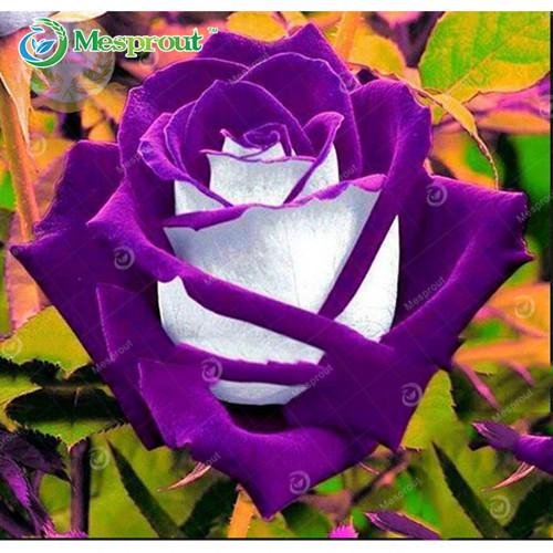 Super Rare Rainbow Rose Seeds - 100 Seed Pack