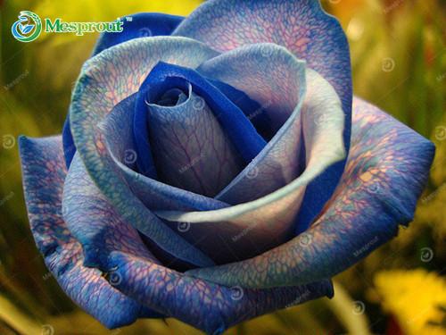 Super Rare Rainbow Rose Seeds - 100 Seed Pack