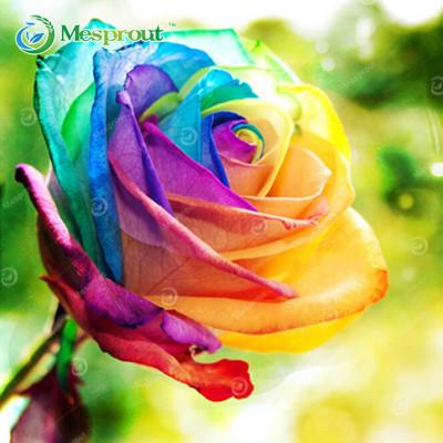 Super Rare Rainbow Rose Seeds - 100 Seed Pack