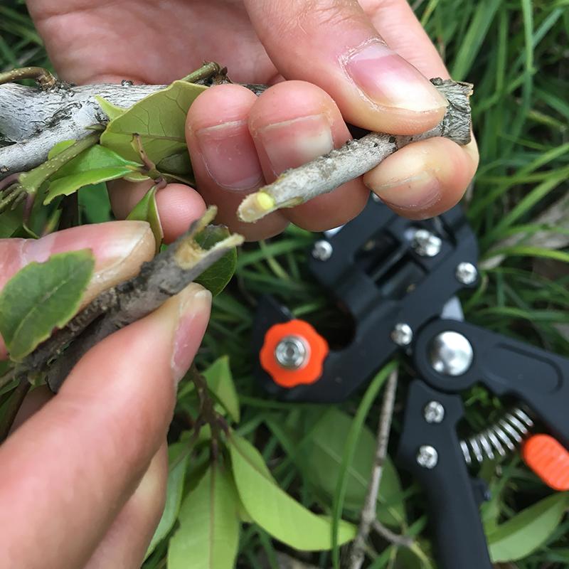 PROFESSIONAL GRAFTING TOOL