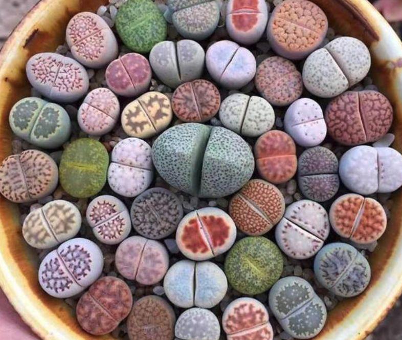 LITHOP SUCCULENT SEED